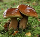 A cep mushroom