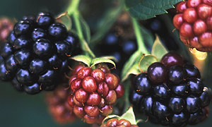 Blackberries