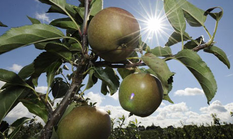 Sun shining through apple tree