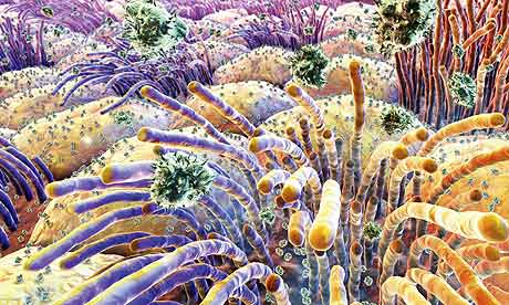 A-type influenza viruses