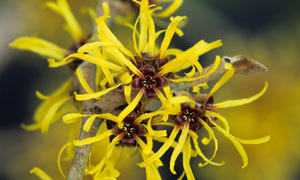Hamamelis x intermedia