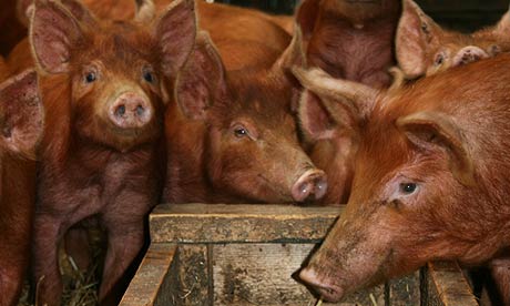 Spideypig Curly Bacon