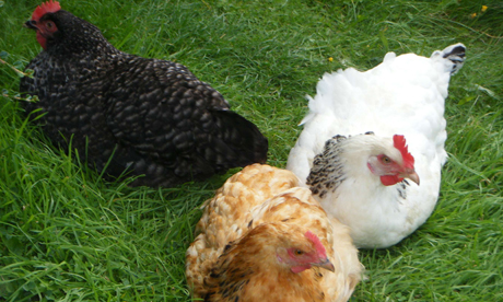 Dominic Murphy's three chickens