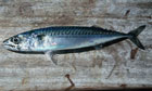 Grilled mackerel, gooseberries and horseradish cream recipe
