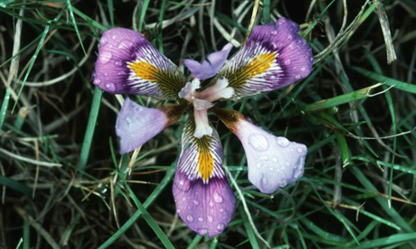 Iris unguicularis