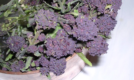 Purple sprouting broccoli