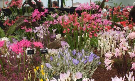 Nerines, colchicums and other flowering bulbs