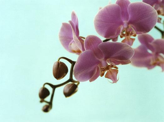 Orchids: Orchid blind