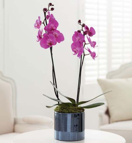 Orchids: Double orchid