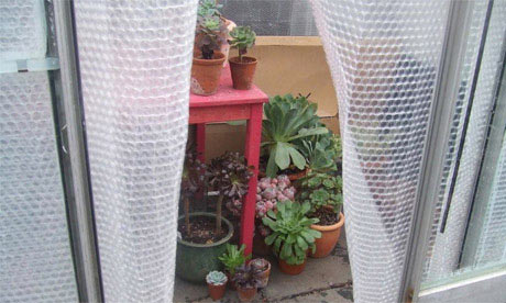 Tender succulents cosied up in Lia Leendertz's newly-insulated greenhouse