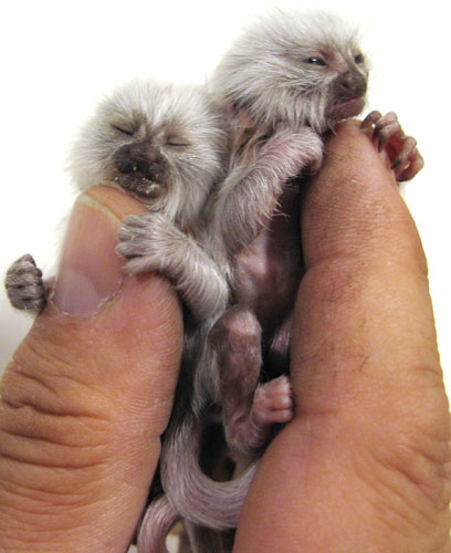 Miniature animals: Pygmy marmosets