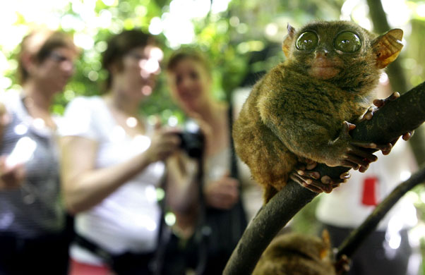 Miniature animals: Philippine tarsier