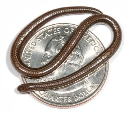 Miniature animals: Leptotyphlops carlae