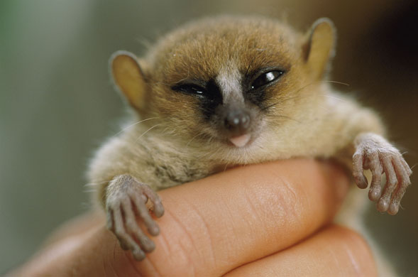 Miniature animals: Mouse lemur