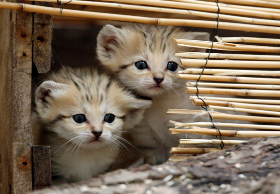 Miniature animals: Sand cats