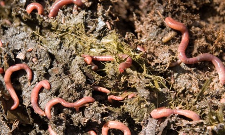 Worms on a compost heap