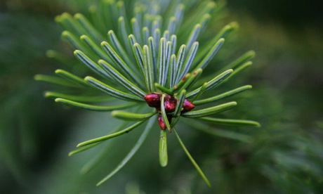 Pine needles