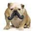 Worst Christmas gifts: Dog ball and moustache