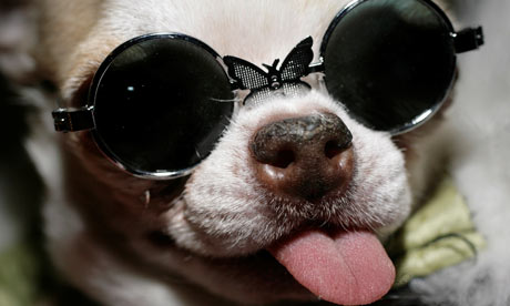 Tequila the chihuahua