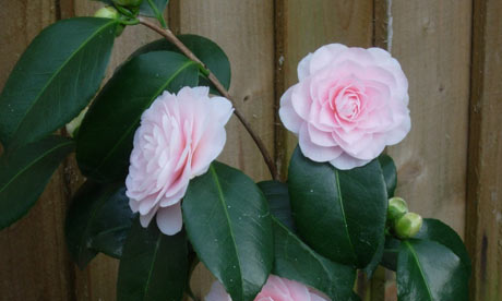 Camellia japonica 'Ave Maria'