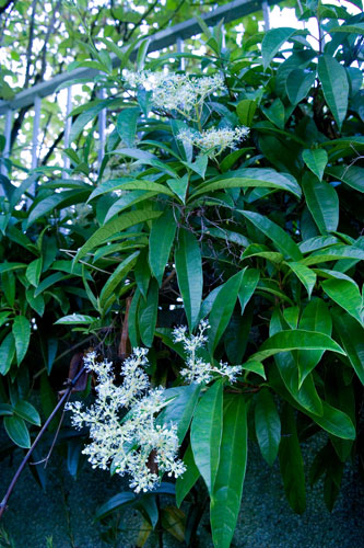 Six gorgeous plants: Climbing hydrangea