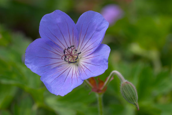 Six gorgeous plants: Geranium