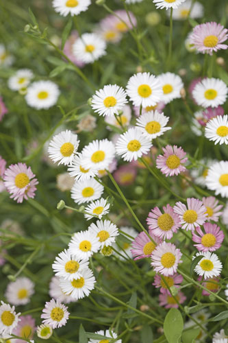 Six gorgeous plants: Mexican fleabane