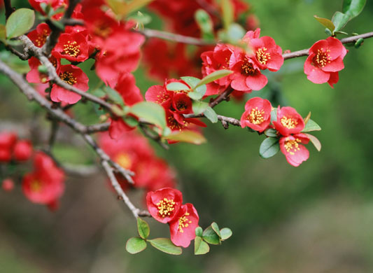 Six gorgeous plants: Ornamental quince
