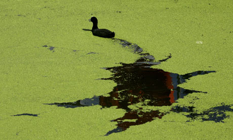 duckweed