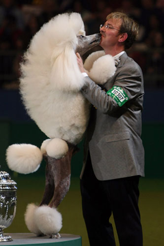 Crufts winners: Best In Show Announced At Crufts
