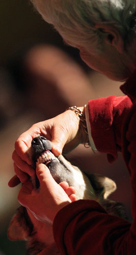 Crufts winners: A judge inspects a dog's teeth at Crufts