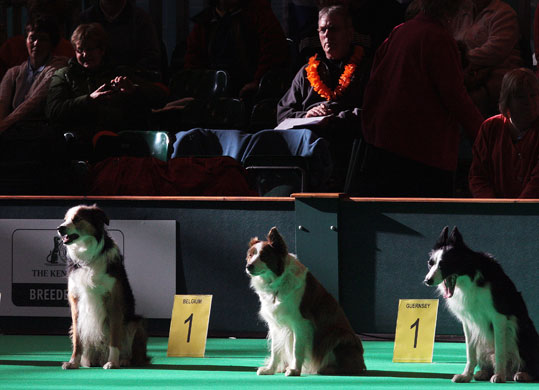 Crufts winners: Dogs take part in an obedience test at Crufts