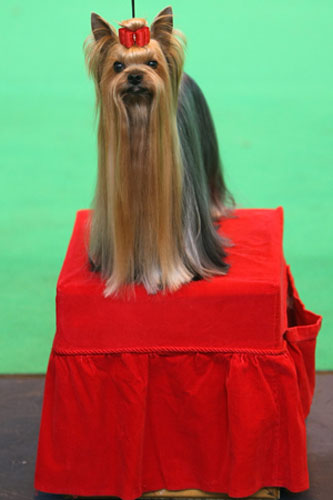 Crufts winners: A dog sits on its grooming stool at Crufts