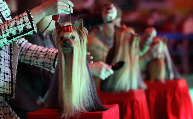 Crufts winners: Yorkshire Terriers are preened for the judges at Crufts dog show 