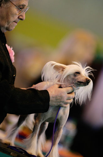 Crufts winners: A Chinese Crested is judged at this year's Crufts