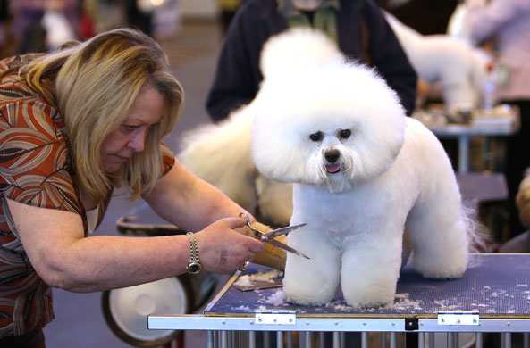 Crufts winners: A Bichon Frise is groomed for judging at Crufts