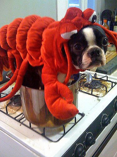 Grufts: The shortlist: Best lookalike