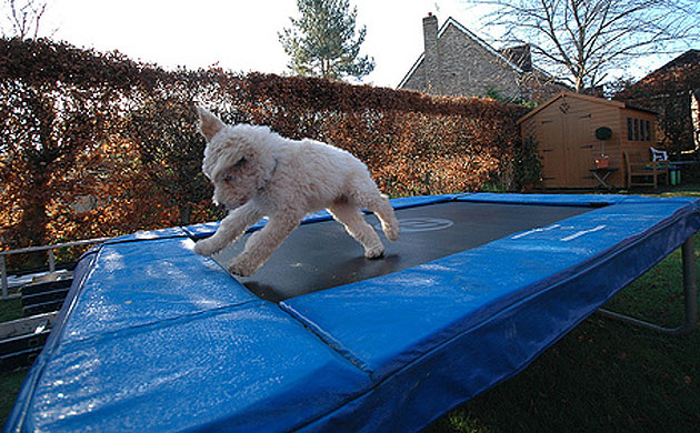 Grufts: The shortlist: Most talented