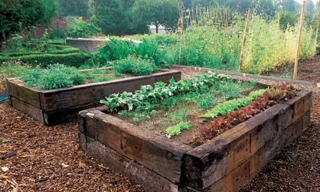 Vegetable Beds Raised