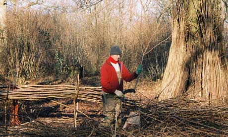 Essex coppice craftsman Andy Basham making pea sticks 