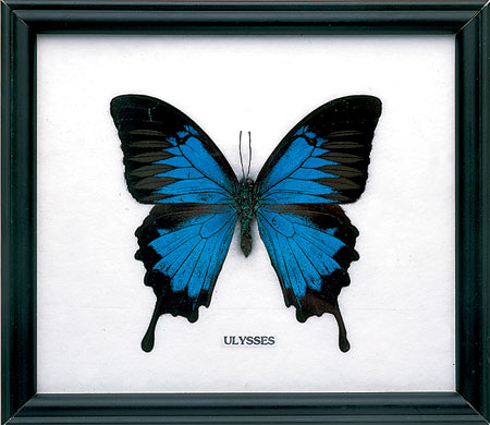 Space wishlist: Butterfly