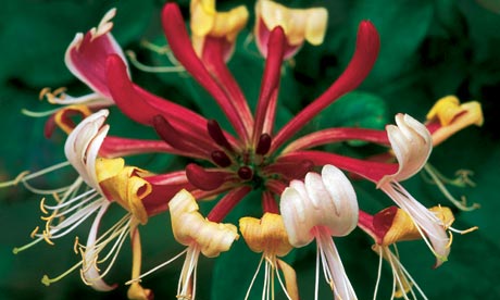 Lonicera Periclymenum