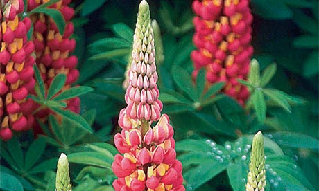 http://static.guim.co.uk/sys-images/Lifeandhealth/Pix/pictures/2009/6/26/1246029286284/West-Country-lupin-Tequil-002.jpg