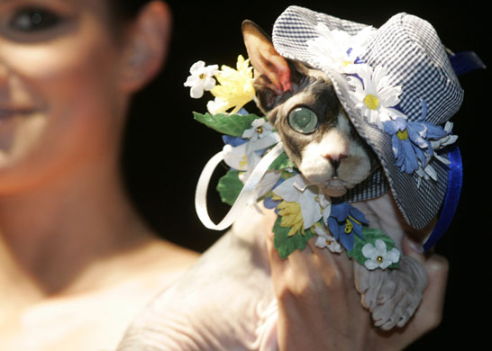 Pets fashion week: A cat at pets fashion week