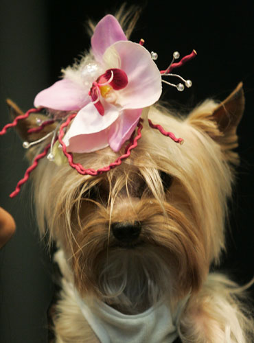 Pets fashion week: A dog wears a head decoration
