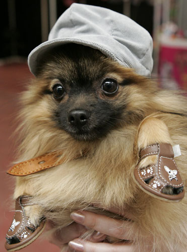 Pets fashion week: A dog at Pets Fashion Week