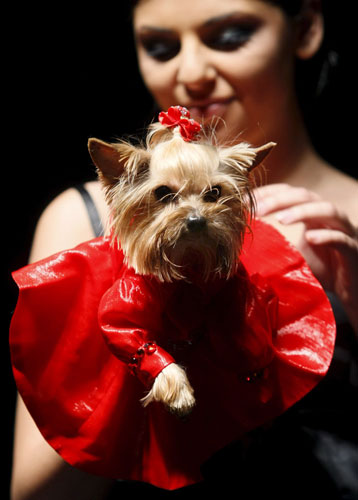 Pets fashion week: Pets fashion week in Moscow