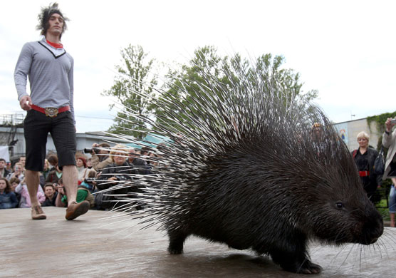 Fashion round-up: A model in a fashion show in Russia's St. Petersburg Zoo