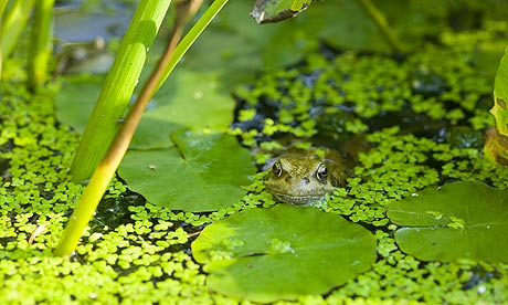 Frog in garden pond