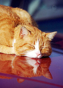 A cat sleeps on a warm car